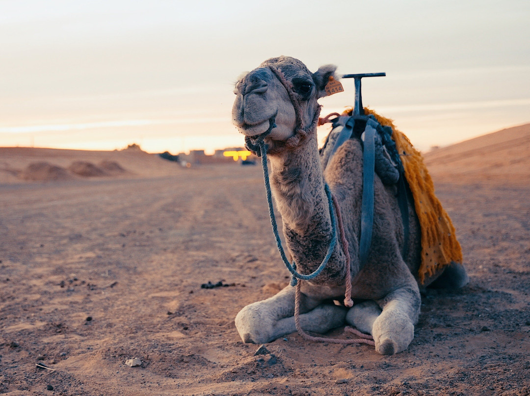 Just Go Morocco Tours-非斯必去景点