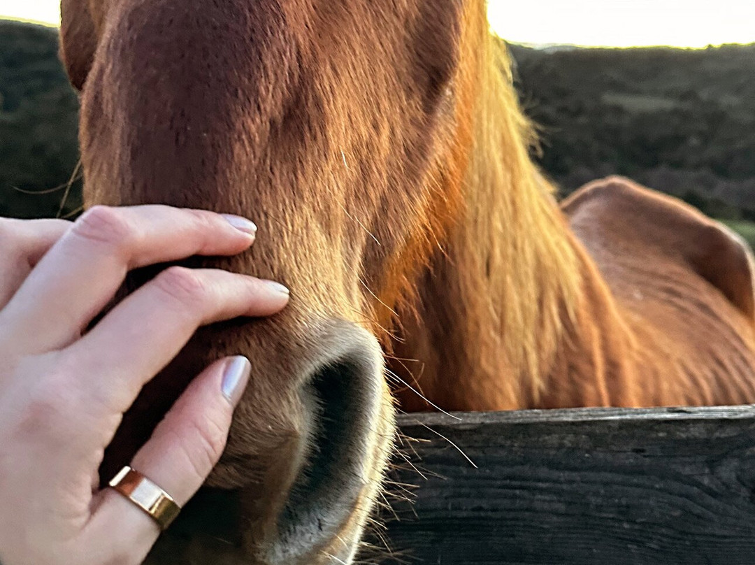 Centro Equestre La Prugnola-Arzachena必去景点
