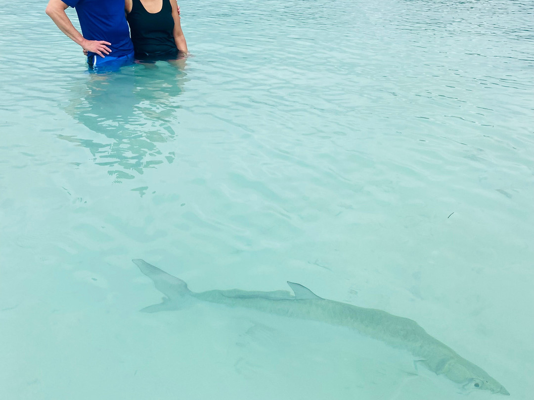 Chiliboats Waterbike Eco-Tour Adventure in La Parguera-La Parguera必去景点