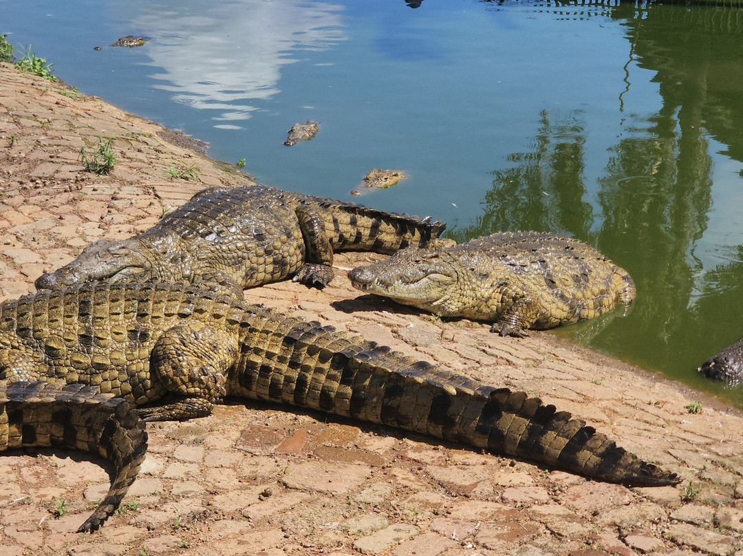 Agatha Crocodile Ranch-参宁必去景点