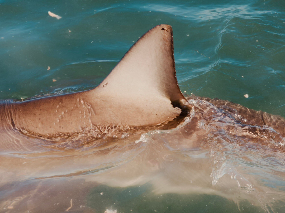 White Shark Diving Company-干斯拜必去景点