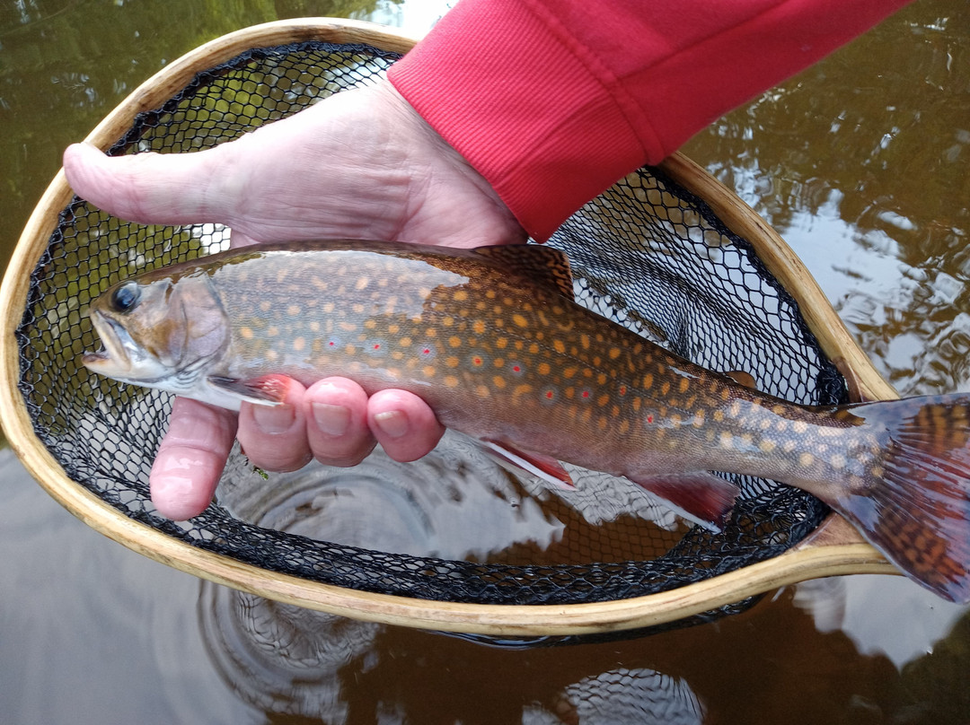 PEI Trout Fishing景点图片