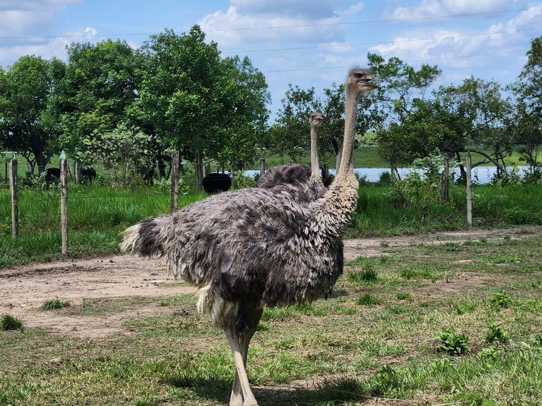 Parque Avestruz-Puerto Lopez必去景点