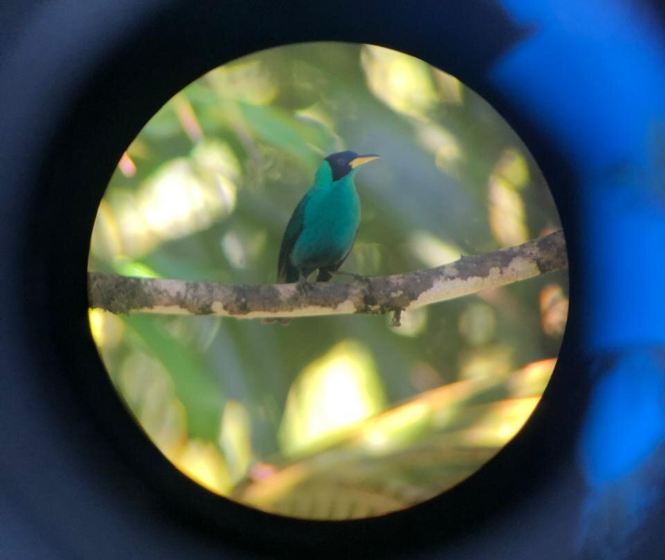 Bajnath's Estate Hummingbird Sanctuary-Matura必去景点