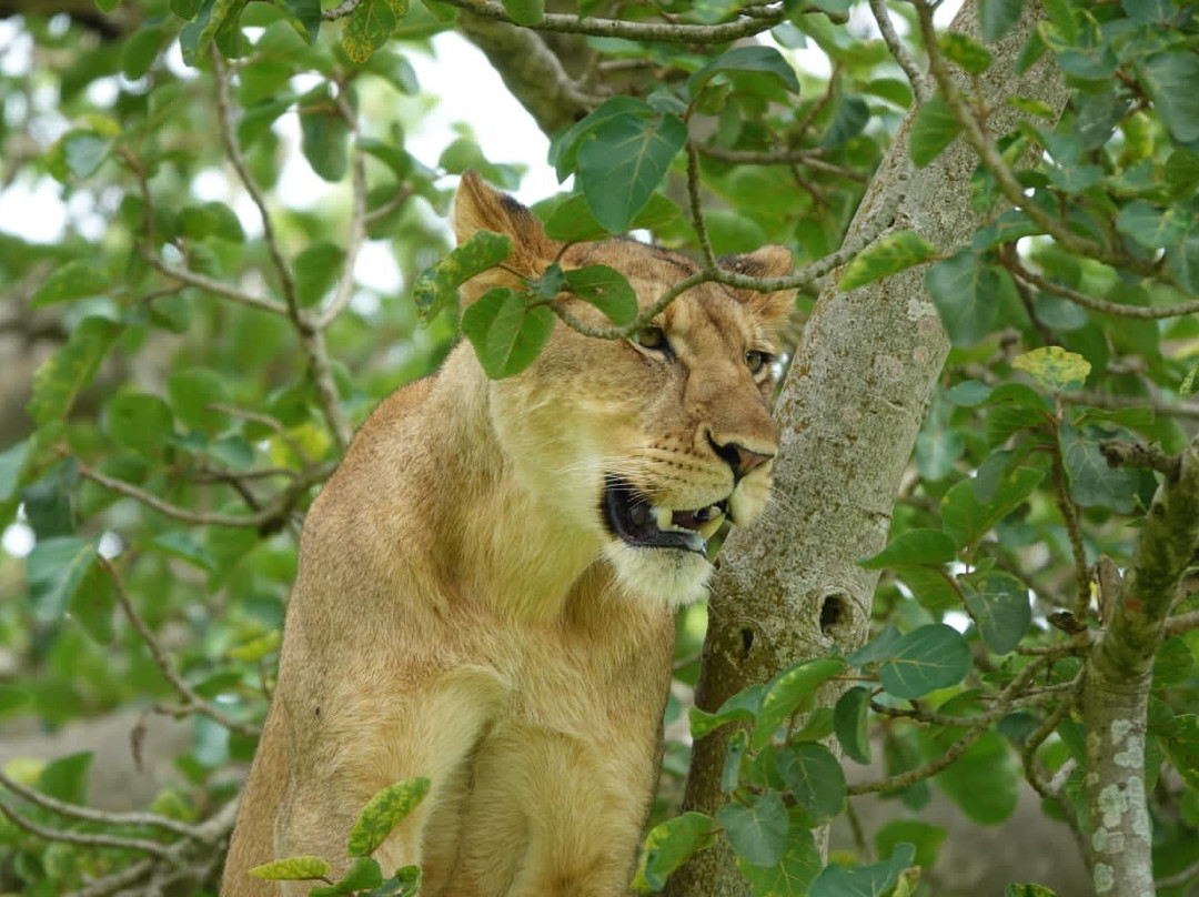 Cymo African Safaris, Uganda-恩德培必去景点