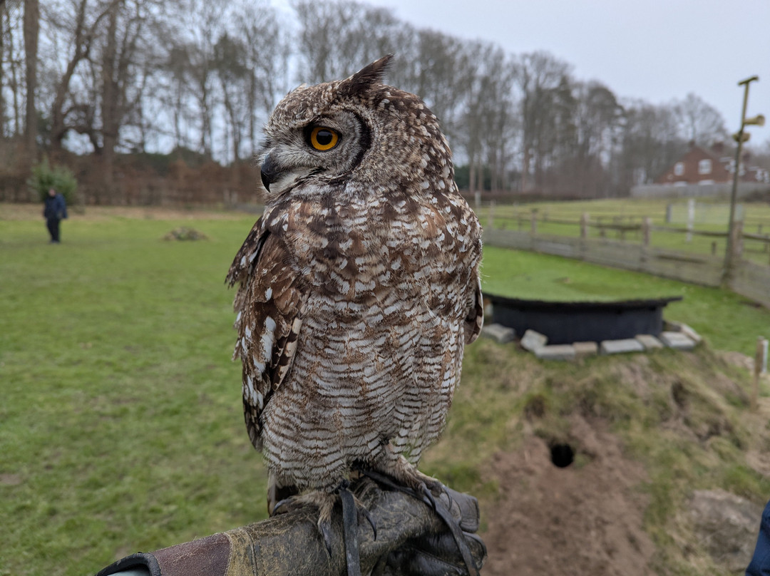 Leeds Castle Falconry Experiences-Leeds必去景点