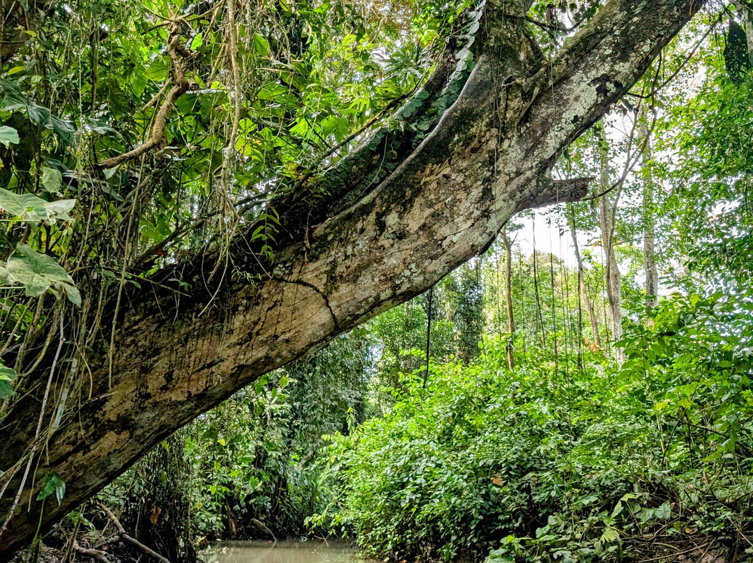 Sloth Sanctuary of Costa Rica景点图片