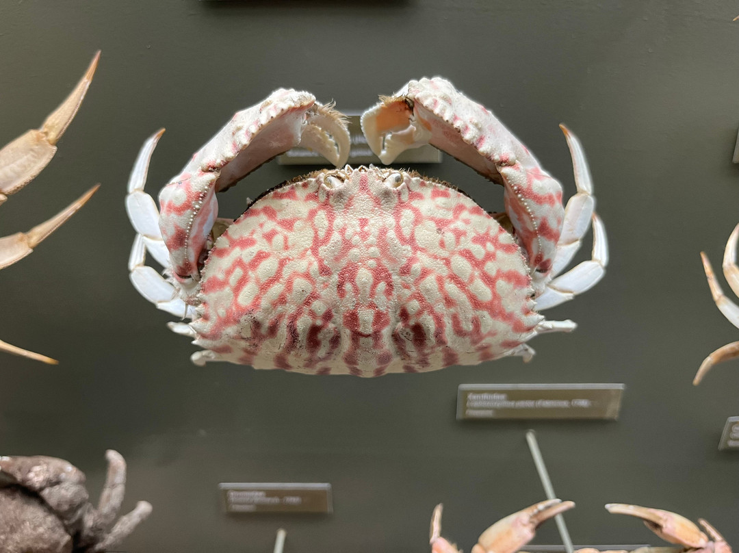 Muzee Scheveningen景点图片