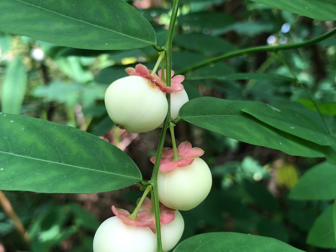 Finca Flora景点图片