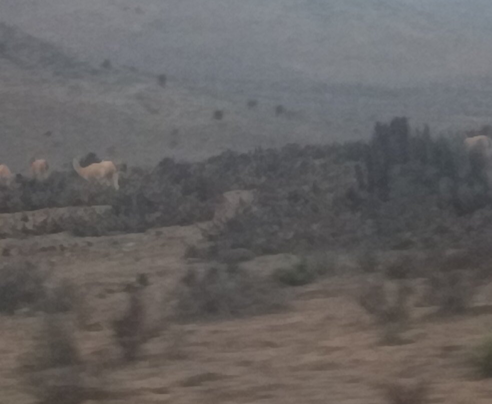 Ecoturismo La Serena-拉塞雷纳必去景点