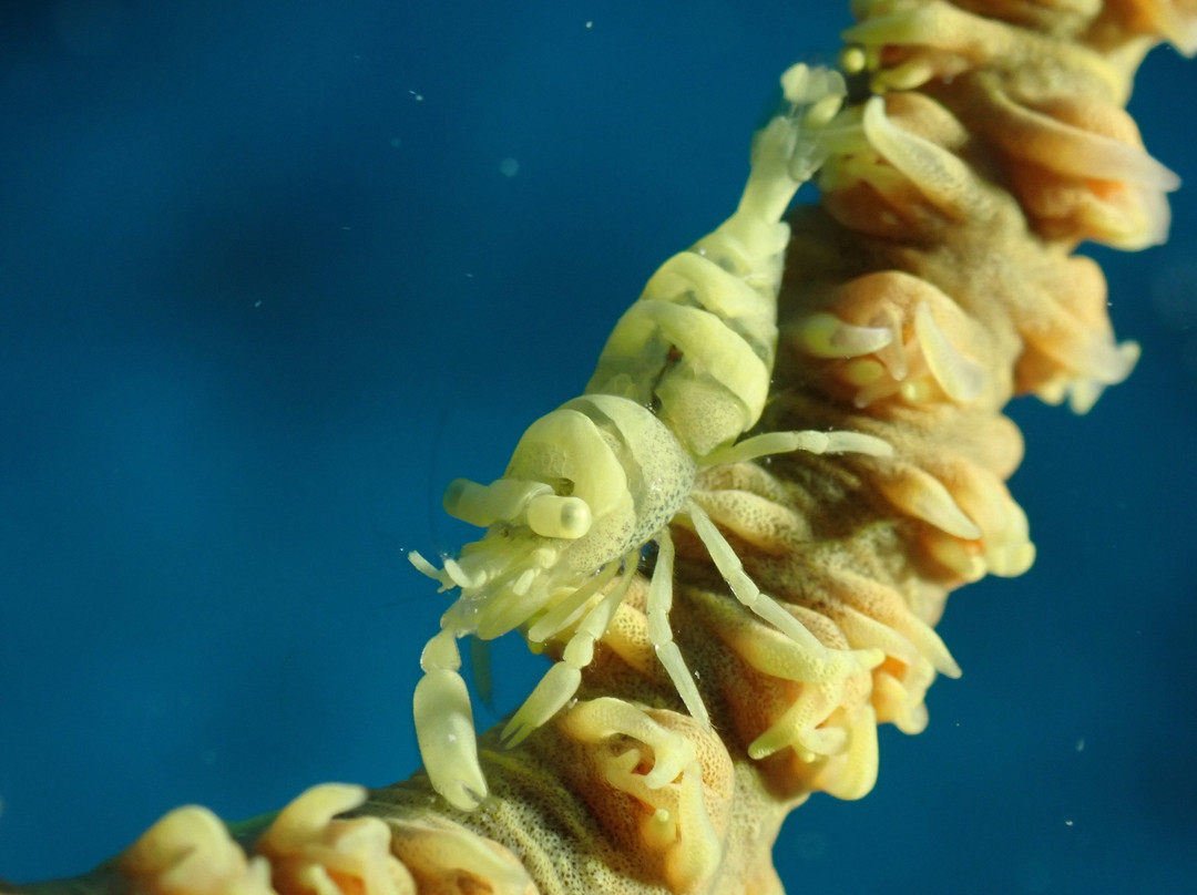 Afro Divers-奔巴岛必去景点