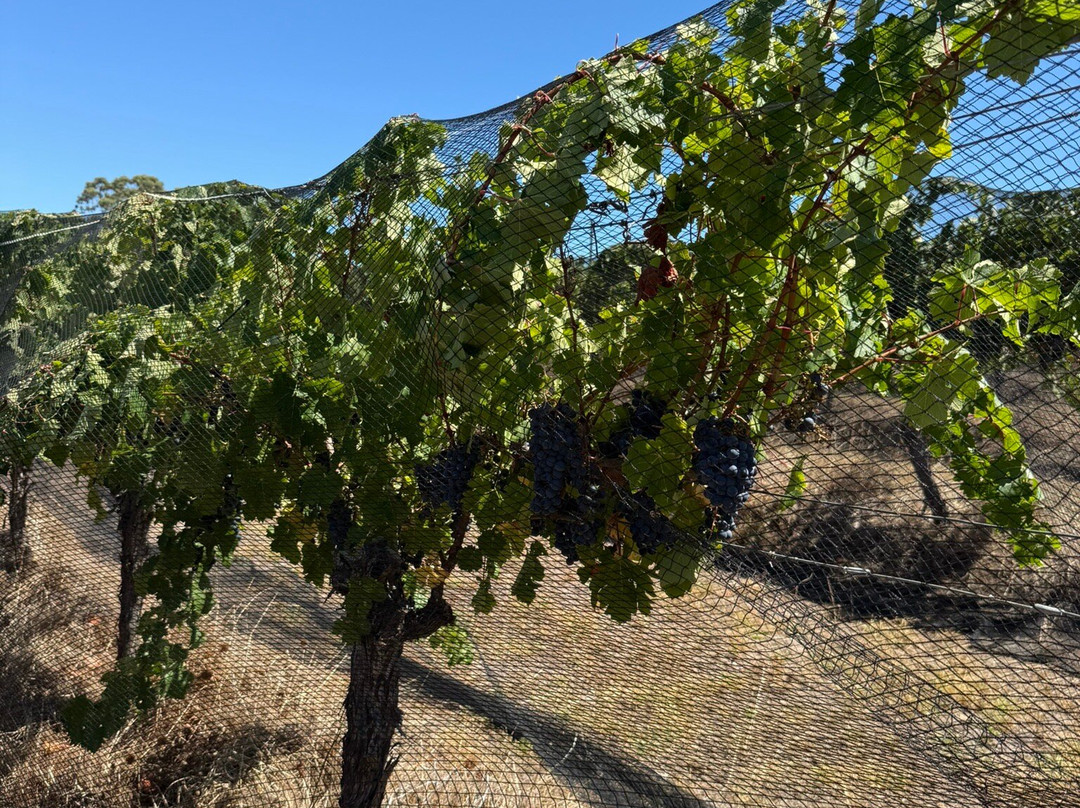 法思菲历士酒庄-Cowaramup必去景点