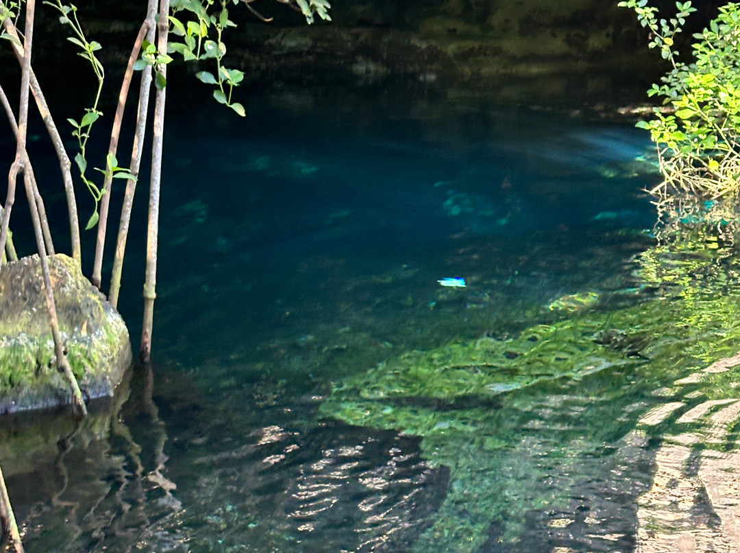 Cenote Cristalino景点图片