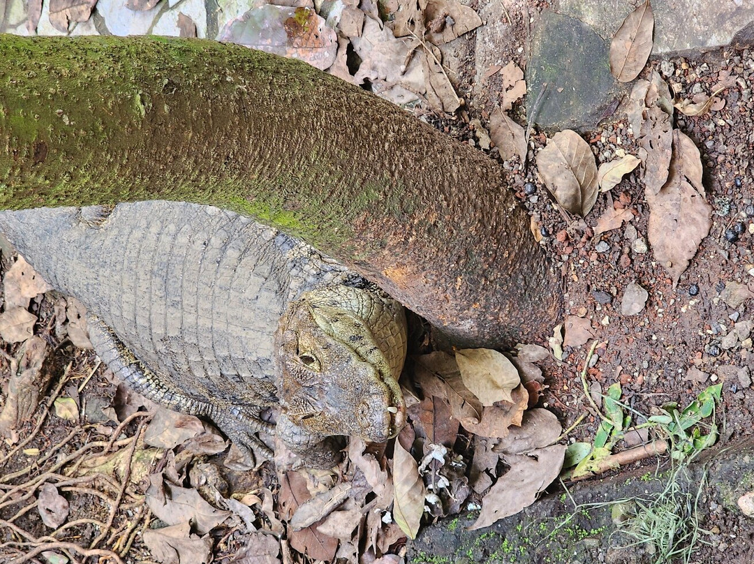 Refugio Animal De Costa Rica景点图片