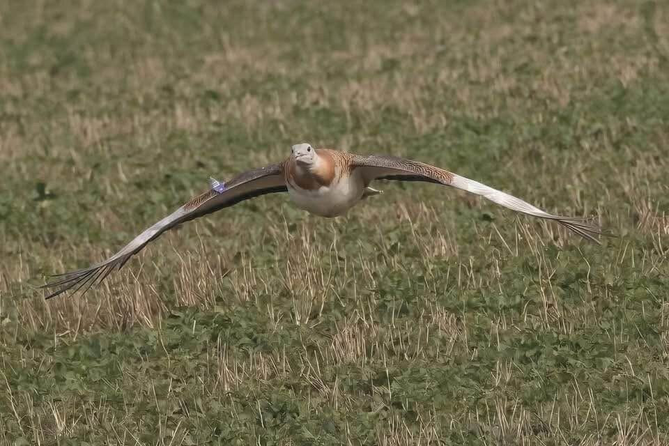 Great Bustard Group Visits-埃姆斯伯里必去景点