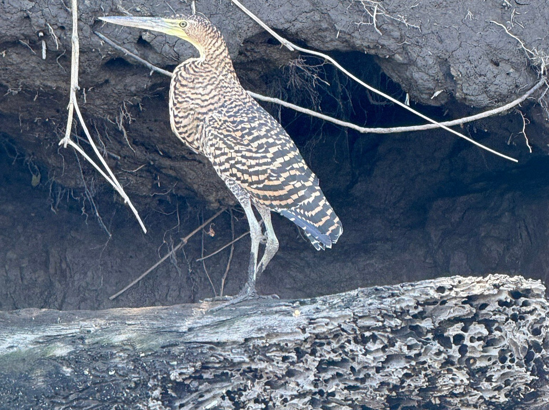 Guanacaste Traveler-Filadelfia必去景点