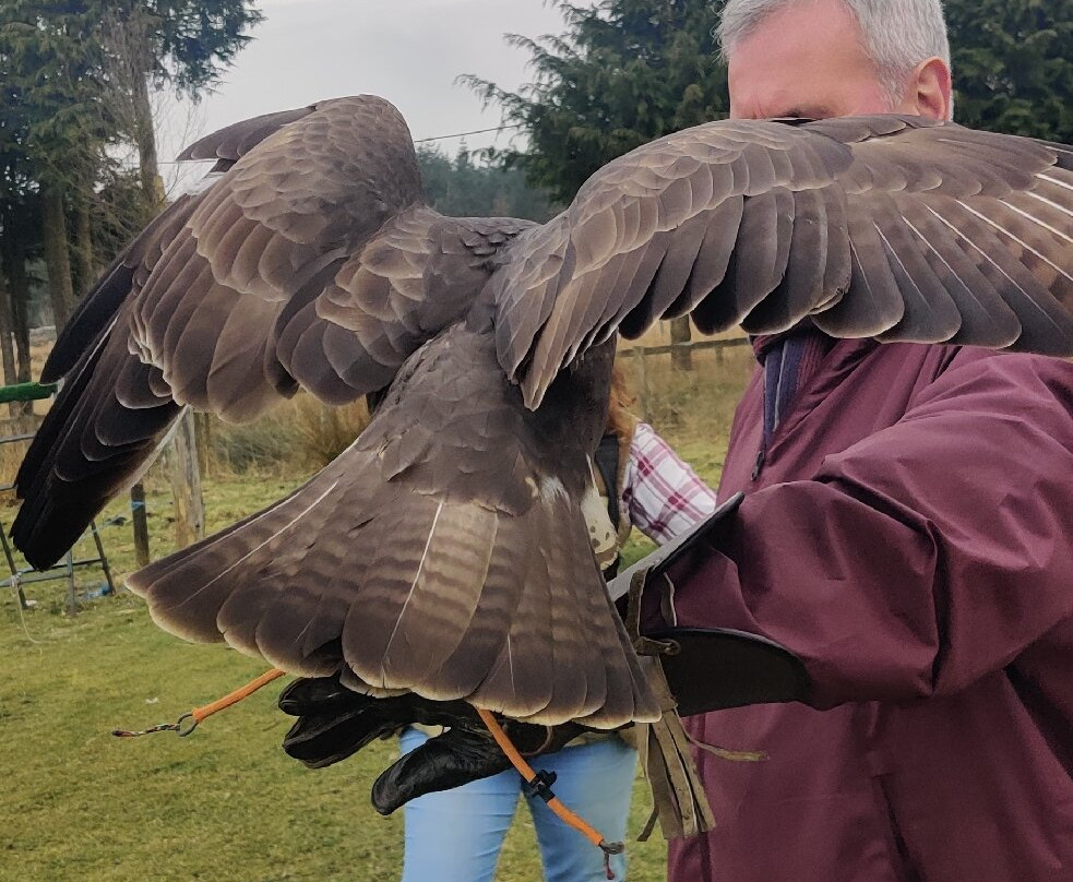 Falconry Days景点图片