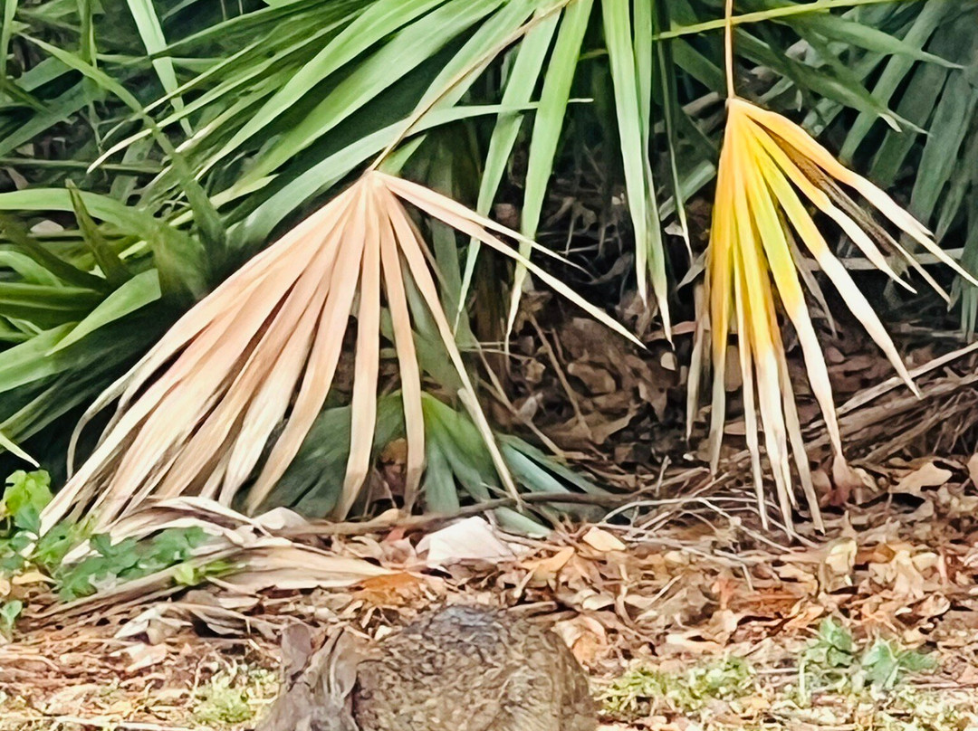 Mirasol Park-棕榈滩花园必去景点
