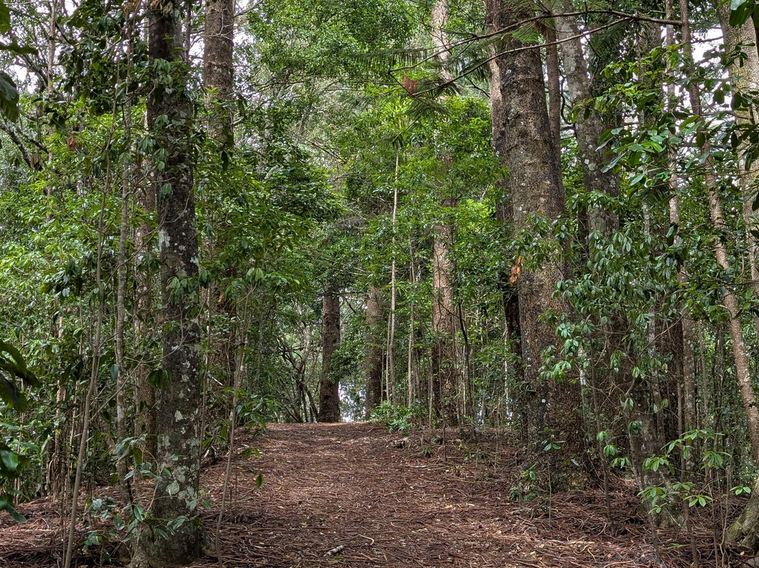 Hibiscus Regal主图