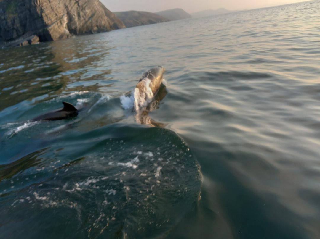 SeaMor Dolphin Watching Boat Trip景点图片