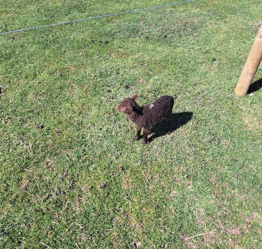 Melsop Farm Park-Watton必去景点