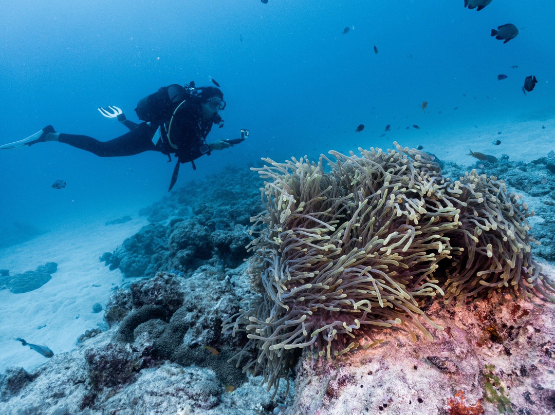 Bigorno Diving Center Mauritius-卓欧毕雪必去景点