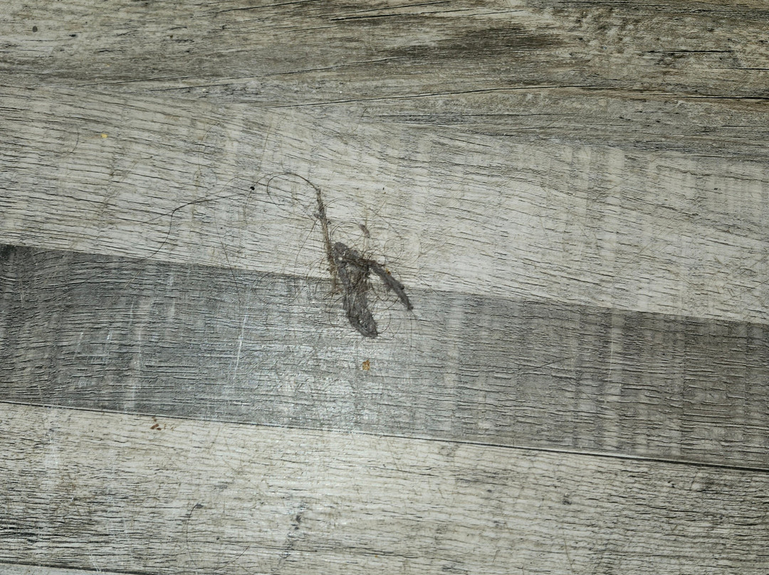 Southview Motel主图