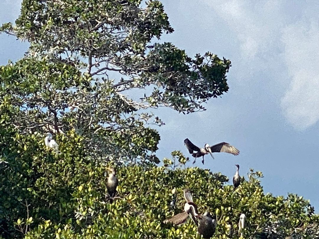 Captain Craig’s Everglades Boat Adventures LLC-Chokoloskee必去景点