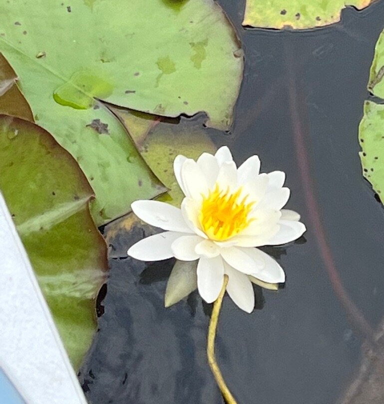 Johnson's Ranch Marina-Uncertain必去景点