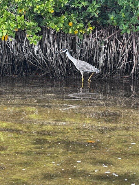 Coastal Kayak Adventures-Lido Key必去景点