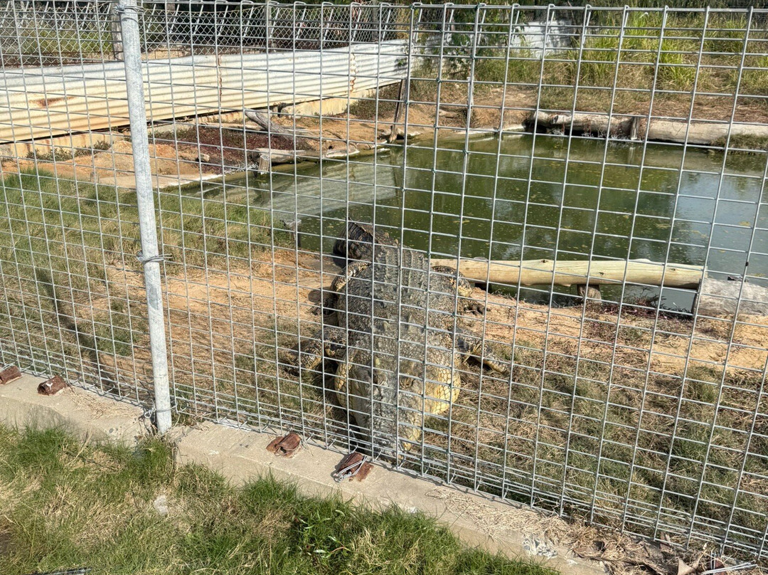 Koorana Crocodile Farm景点图片