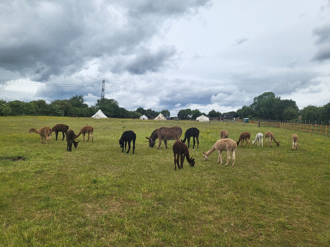 Tickhill Alpacas景点图片