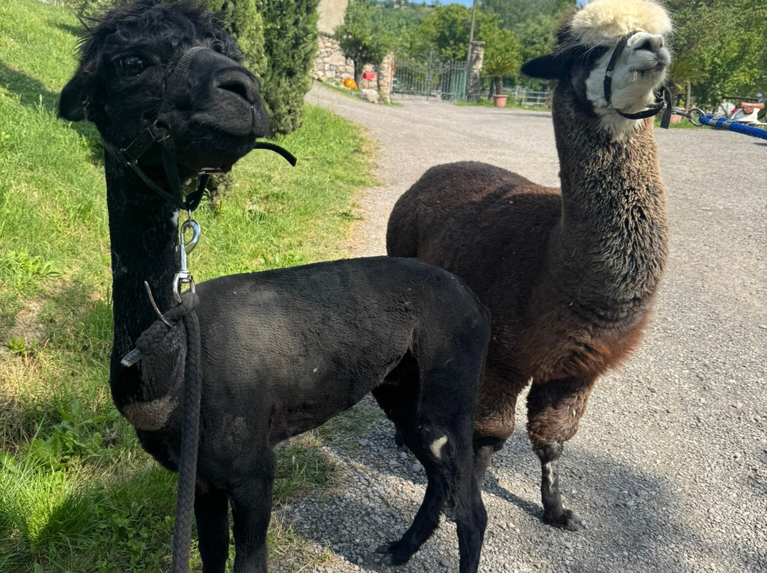 Bioparco Cinofilo Del Piemonte Orientale