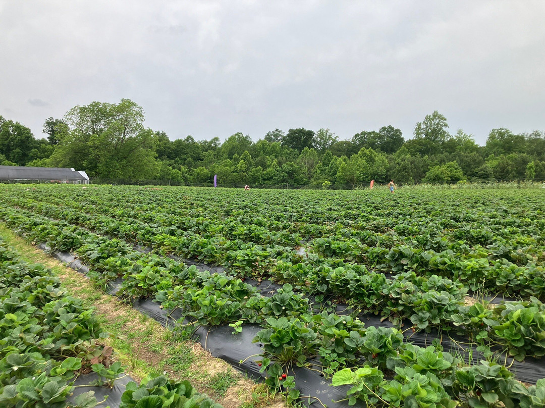 Browder's Fresh Pickins-Smithfield必去景点