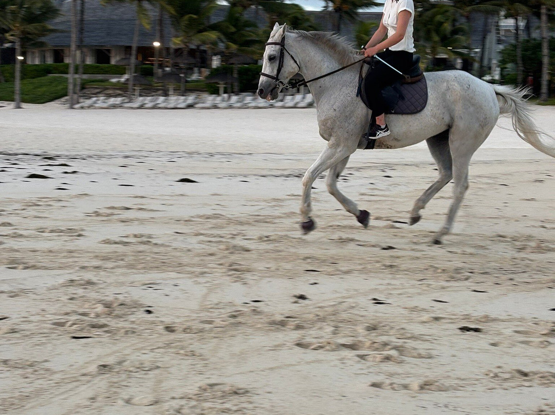 Legasea Stables Mauritius-Quatre Cocos必去景点
