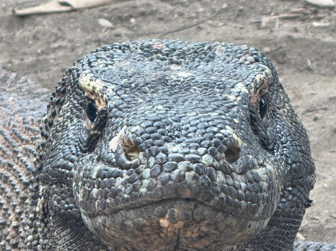 Kalimaya Dive Resort主图