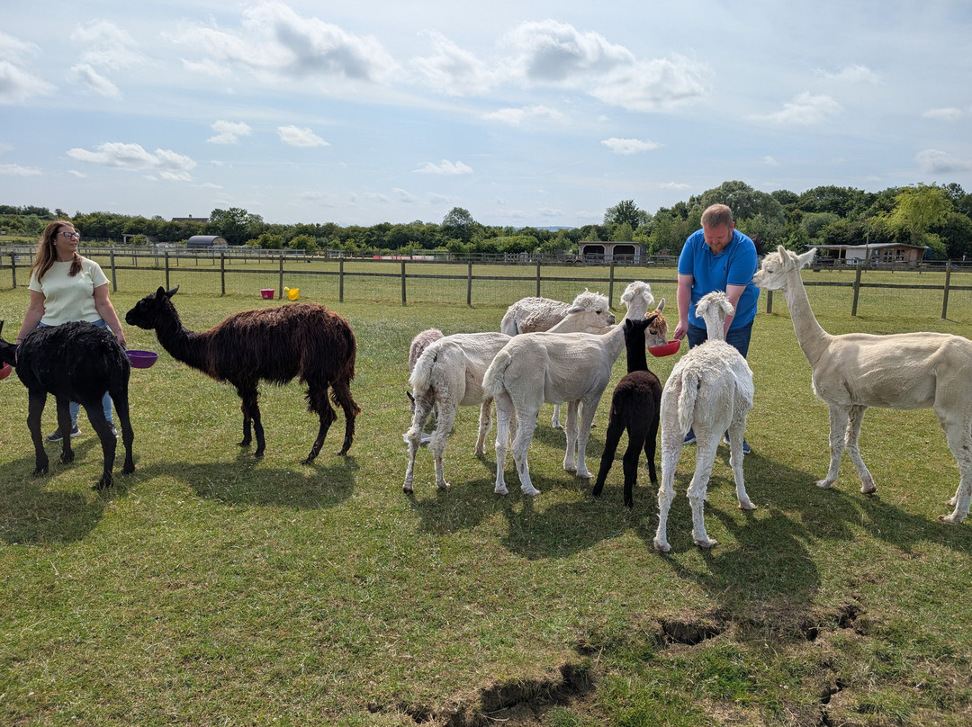 Cotswold Vale Alpacas-伊夫舍姆必去景点