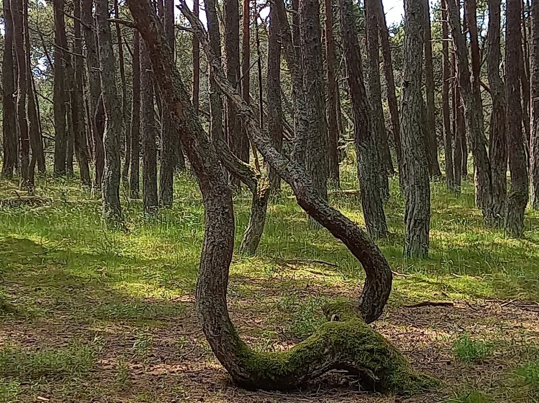 Dancing Forest-Rybachy必去景点