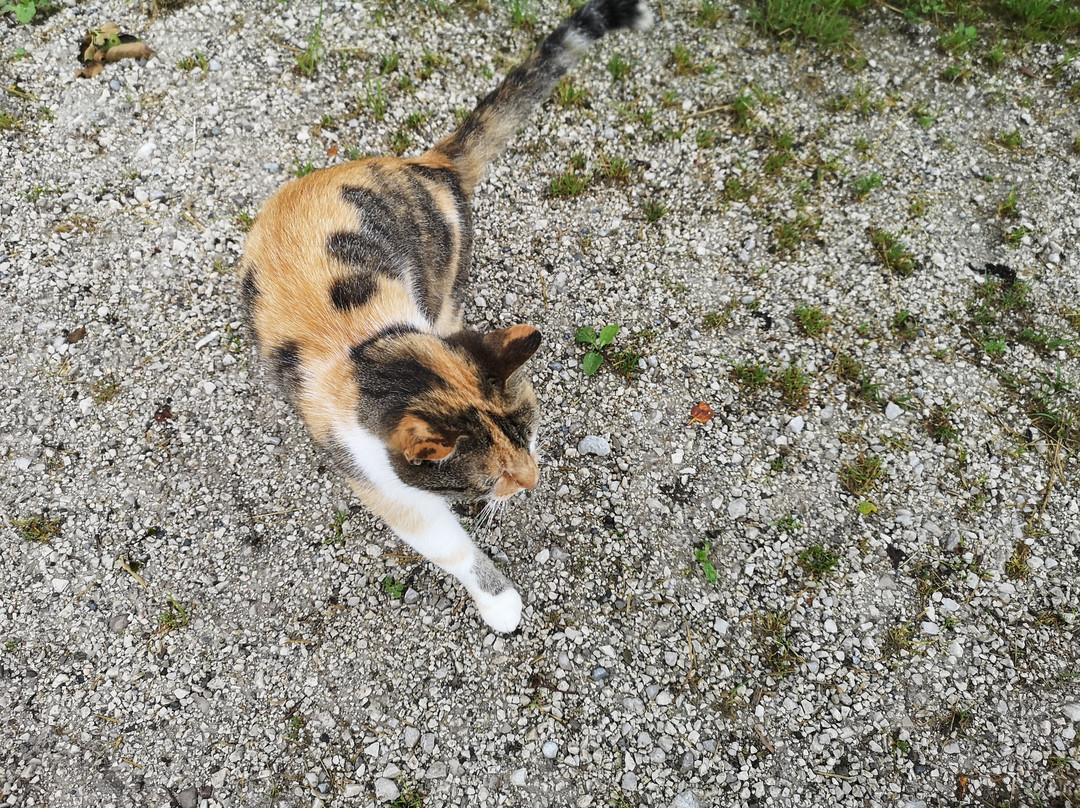 Ederbauer am Irrsee主图