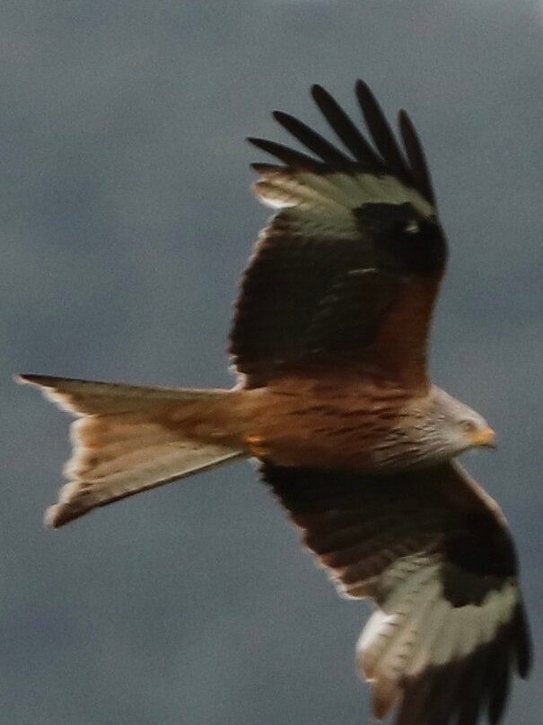 Bellymack Hill Farm - Kite Feeding Station-Laurieston必去景点