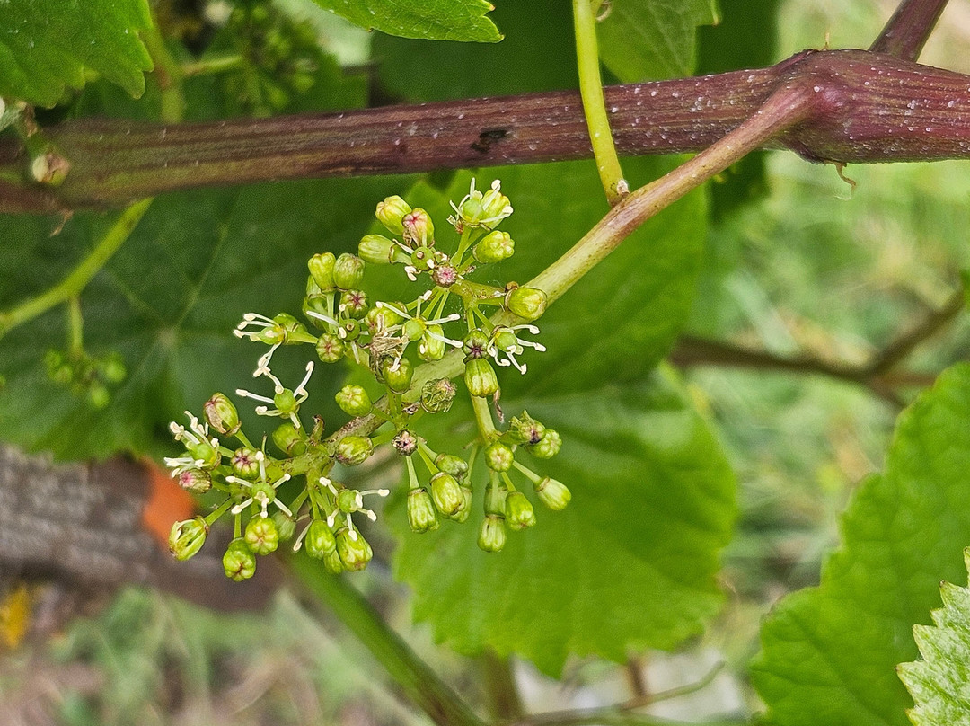Ryedale Vineyards主图