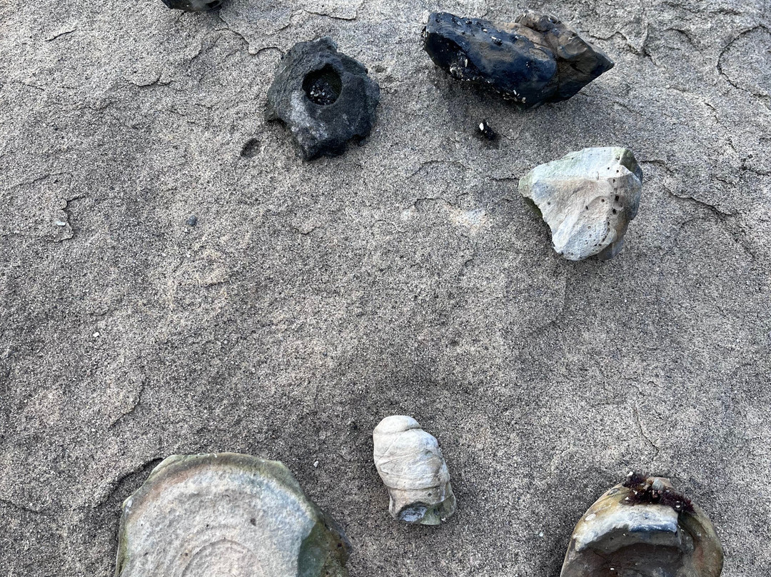 Fossil Beach Farm-Hornby Island必去景点