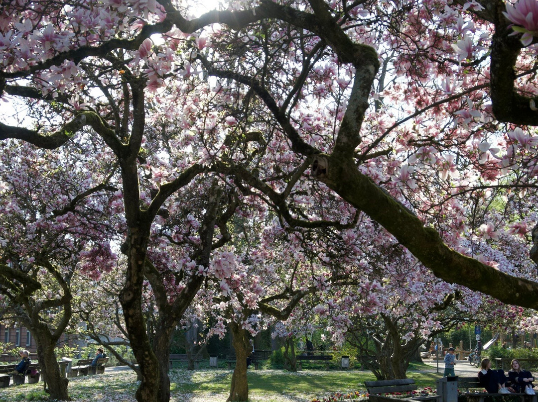 Magnolienhain-阿沙芬堡必去景点