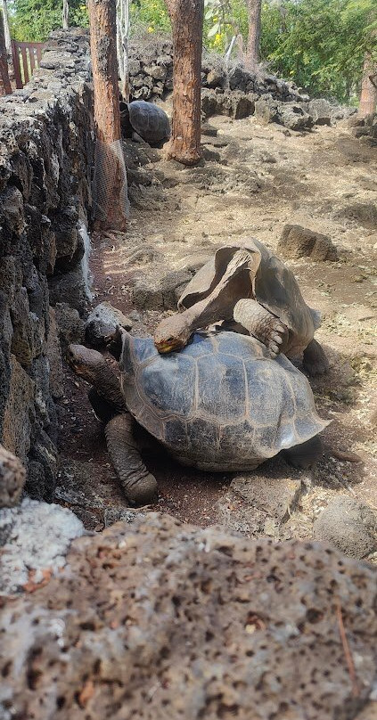 Charles Darwin Research Station-阿约拉港必去景点