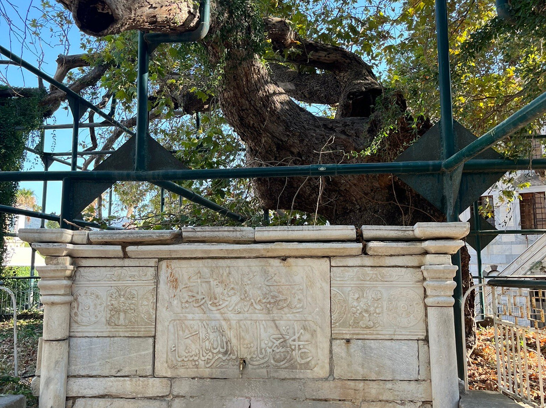 Hippocrates Tree-Kos Town必去景点
