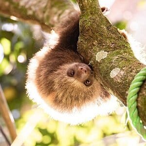 Tirimbina Rainforest Lodge-官方