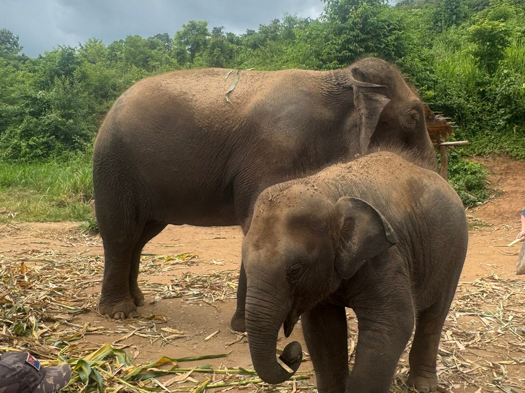 Living Green Elephant Sanctuary-清迈必去景点