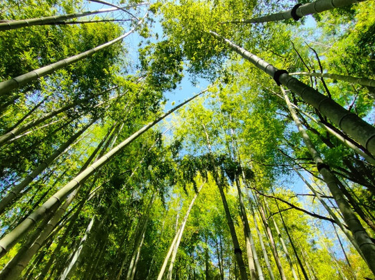 BatumiFun-巴统必去景点