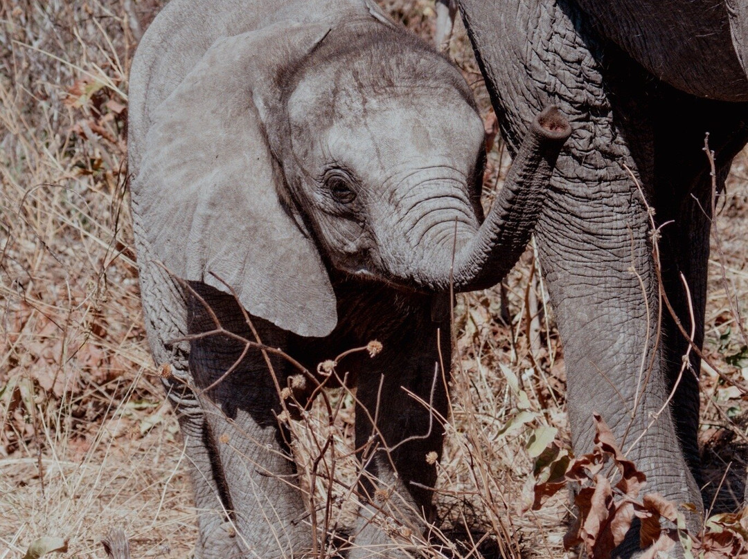African Bush Lovers Travel & Tours Safaris-卡萨尼必去景点