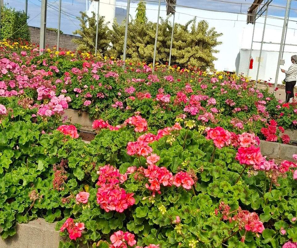 Bloemen Park-Holambra必去景点